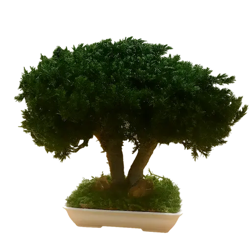 Foto de bonsái Bonsái liofilizado minimalista